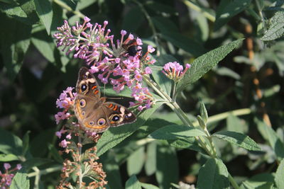 Close-up of butterfly on pink flower