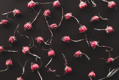 Close-up of pink flowers over black background