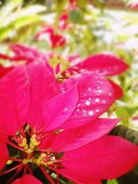 Close-up of wet flower blooming outdoors