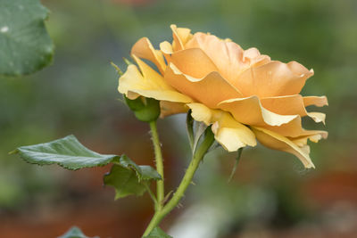 Close-up of rose plant