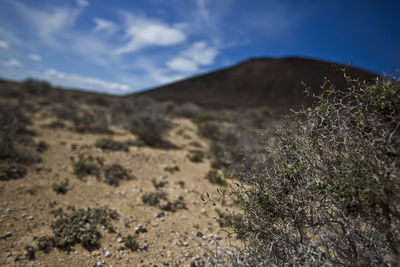 Close-up of plants on landscape against sky