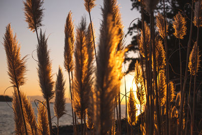 Close-up of stalks in field against sunset sky