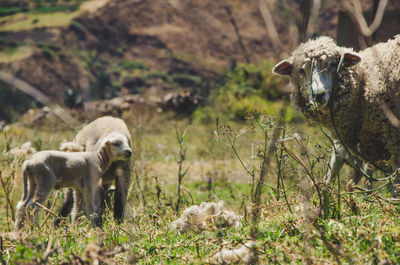 Sheep in a field