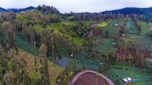 High angle view of trees on field