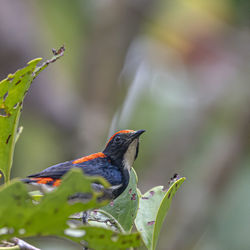 Close-up of bird perching on leaf