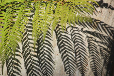 Full frame shot of palm leaves