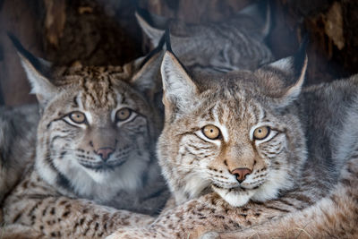 Close-up portrait of cats