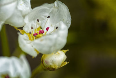 Close-up of honey bee on flower