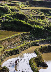 High angle view of plants by stream