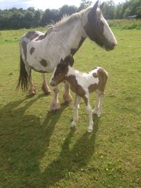 Horses grazing on field