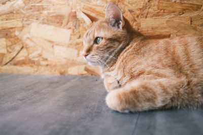 Close-up of a cat looking away