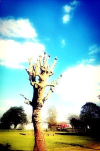 Tree on field against sky