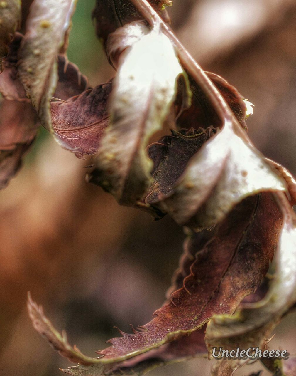 close-up, nature, dry, fragility, flower, growth, day, plant, no people, focus on foreground, outdoors, beauty in nature, leaf, rotting, flower head, freshness