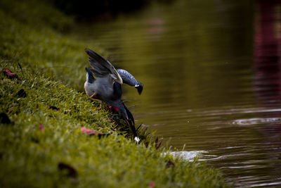 Close-up of duck foraging in lake