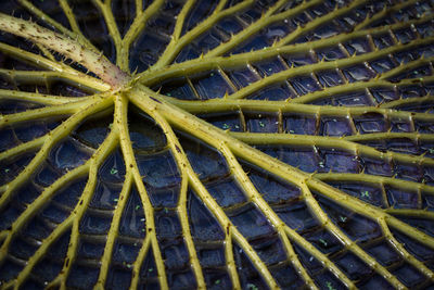 Full frame shot of leaf