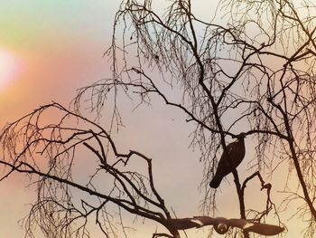 Low angle view of bird perching on bare tree against sky