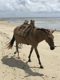 View of donkey on beach against sky in morere bahia brazil 