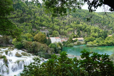 Scenic view of river amidst trees and plants in forest