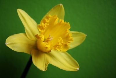 Close-up of yellow flower