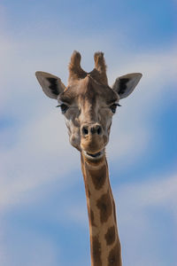 giraffe