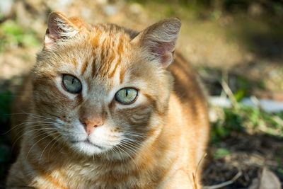 Close-up portrait of ginger cat