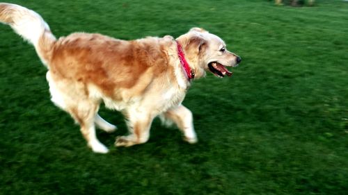 Dog standing on grassy field