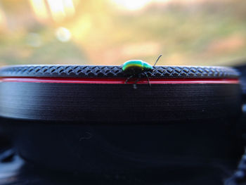 Close-up of black insect on metal