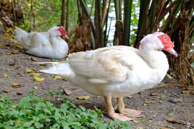 White duck in a field