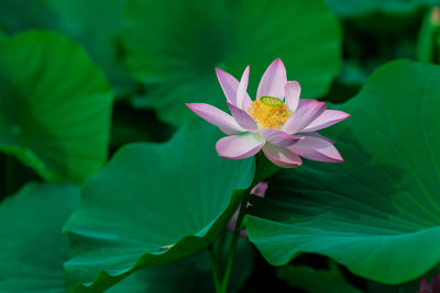 Close-up of lotus blooming outdoors