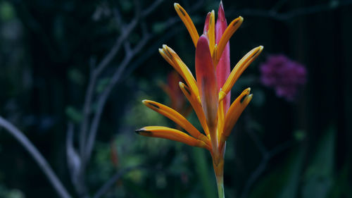 Close-up of orange flower