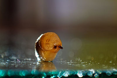 Close-up of a bird in water