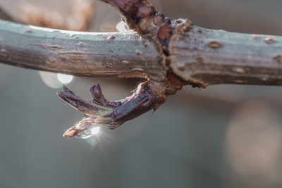 Close-up of insect on branch