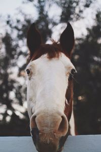 Close-up portrait of goat