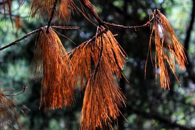 Close-up of dry leaf hanging on branch