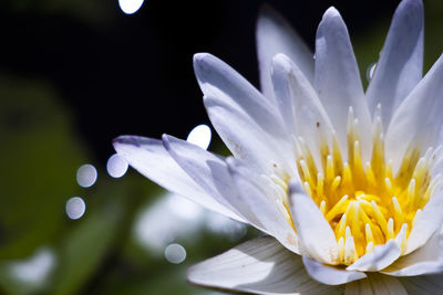 Close-up of white flower