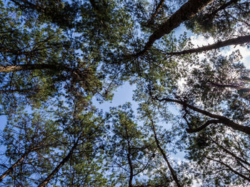 Low angle view of trees in forest against sky