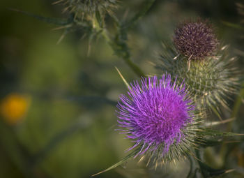 Close-up of thistle flower