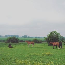 Sheep grazing on grassy field