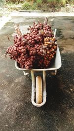 High angle view of fruits on plant