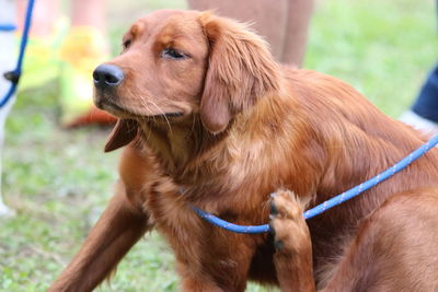 Close-up of dog