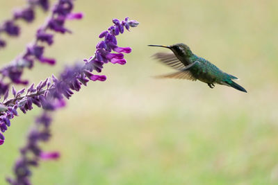 Hummingbird flying by flowers