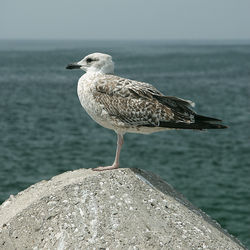 Close-up of seagull perching on sea shore
