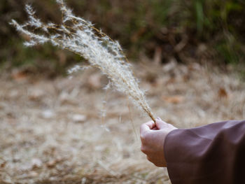 Person holding plant on field