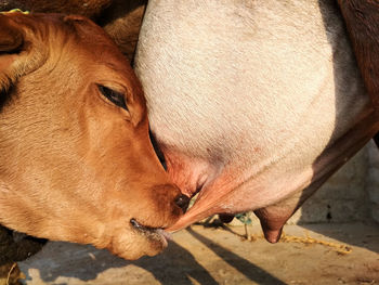 Close-up of feeding calf