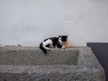 Cat on wall