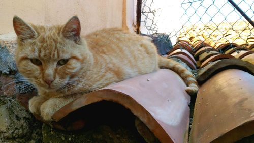 Portrait of ginger cat sitting outdoors