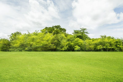 Scenic view of trees on field against sky