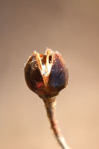 Close-up of plant