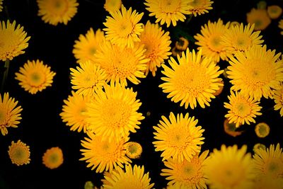 Close-up of yellow flowering plants