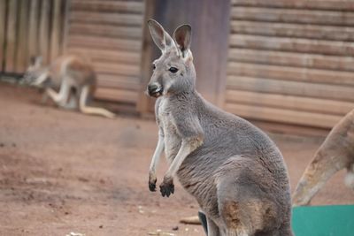 Kangaroo standing outdoors
